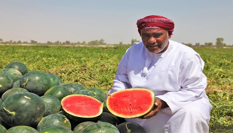 الزراعة في عُمان