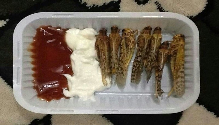 وجبة من الجراد