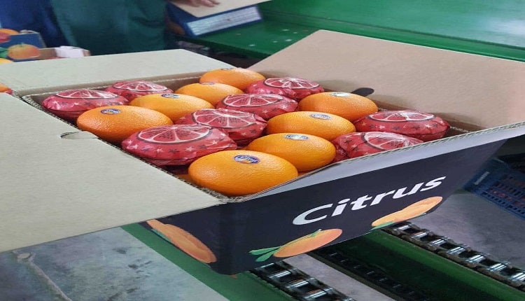 أكثر الدول تصديرًا لفاكهة البرتقال خلال2020