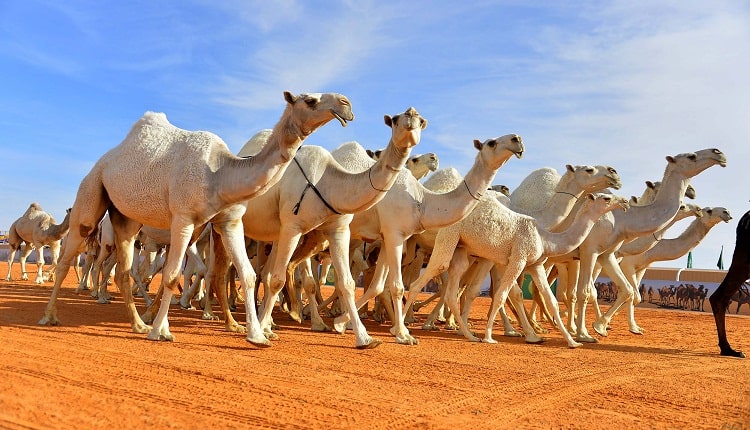 الإبل في السعودية