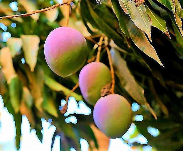 محصول المانجو في القنفذة