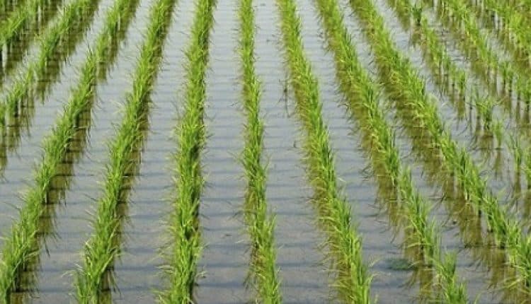 وزارة الزراعة تواصل جهودها لاستباط سلالات جديدة من الأرز
