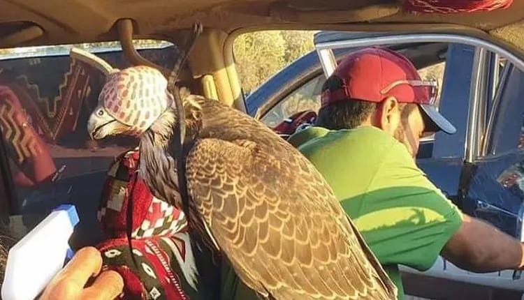 صفقة المليون دولار.. بيع أغلى صقر في العالم