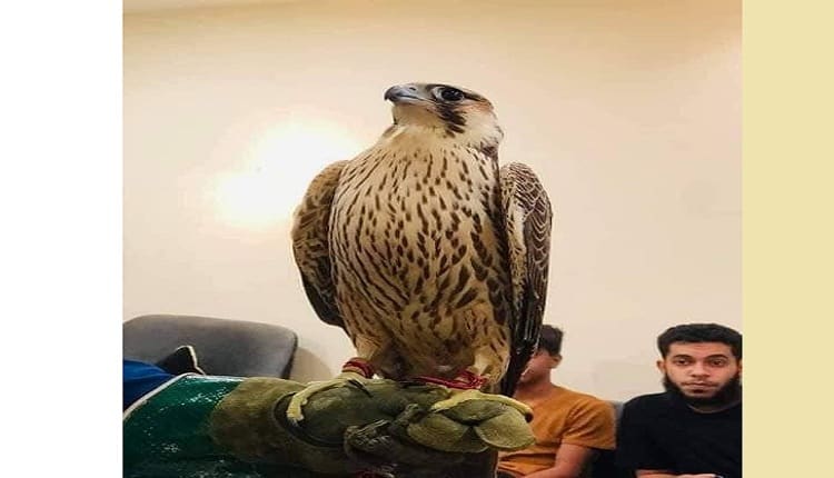 صفقة المليون دولار.. بيع أغلى صقر في العالم