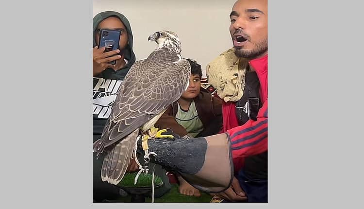 صفقة المليون دولار.. بيع أغلى صقر في العالم