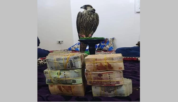 صفقة المليون دولار.. بيع أغلى صقر في العالم