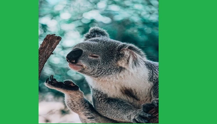 أكسل الكائنات الحية في العالم.. الكوالا يتصدّر بـ22 ساعة نوم يوميًا