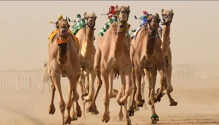 مهرجان ولي العهد للهجن 2023.. التفاصيل وأجندة الفعاليات