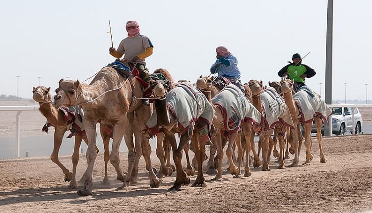 مهرجان ولي العهد للهجن 2023.. التفاصيل وأجندة الفعاليات