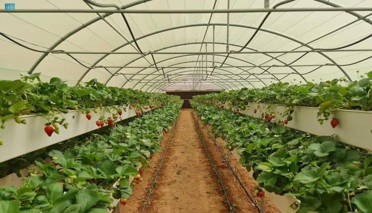 صندوق التنمية الزراعية