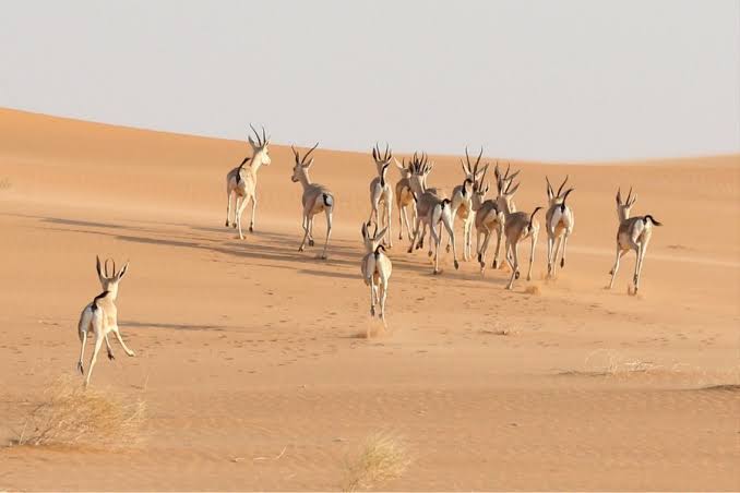 صوره من داخل محمية عروق بني معارض