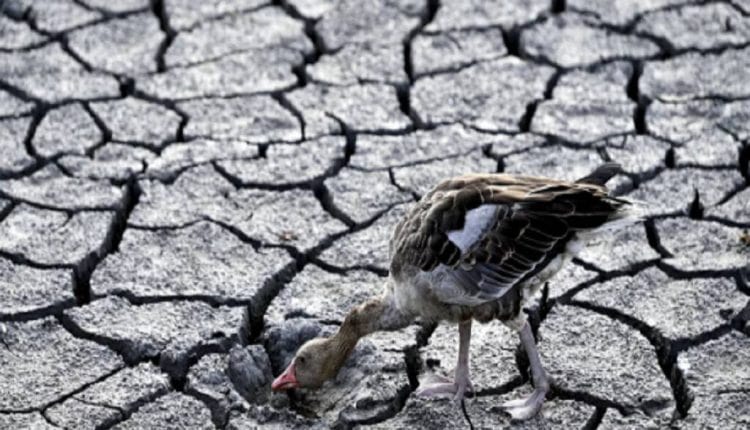 المملكة تستضيف كوب 16 لتعزيز التعاون الدولي في مكافحة الجفاف