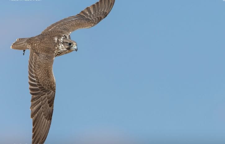 كأس العُلا للصقور تواصل فعالياتها بمشاركة 2645 صقرًا من 8 دول