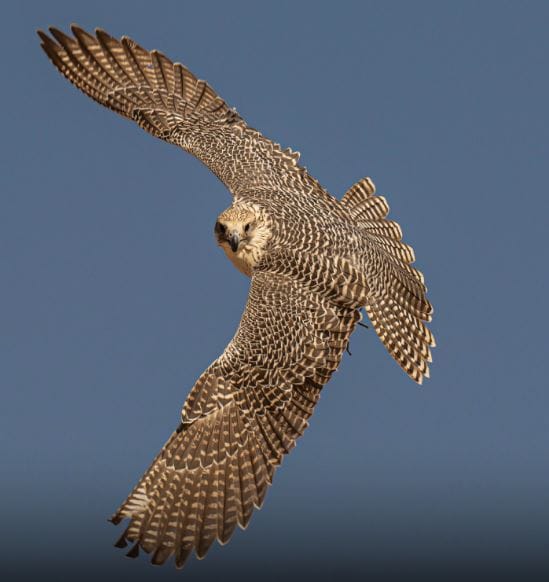 كأس العُلا للصقور تواصل فعالياتها بمشاركة 2645 صقرًا من 8 دول