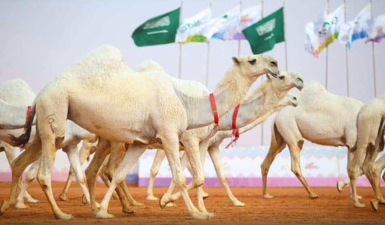 مزاد الإبل بالغزالة يحقق 3 ملايين ريال ويجذب 15 ألف زائر