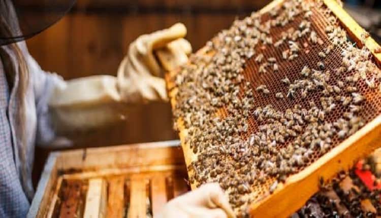 محمية الإمام تركي بن عبد الله الملكية تحتضن 26 ألف خلية بموسم النحالين