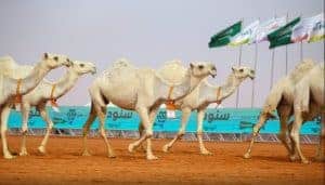مهرجان الملك عبد العزيز للإبل