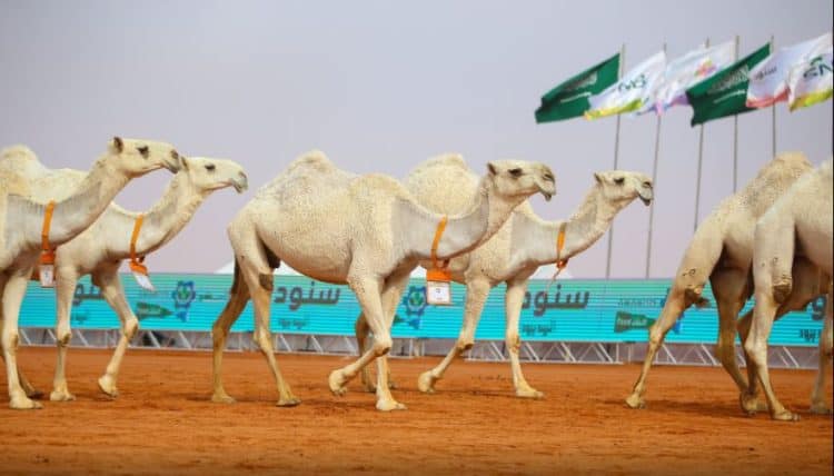مهرجان الملك عبد العزيز للإبل