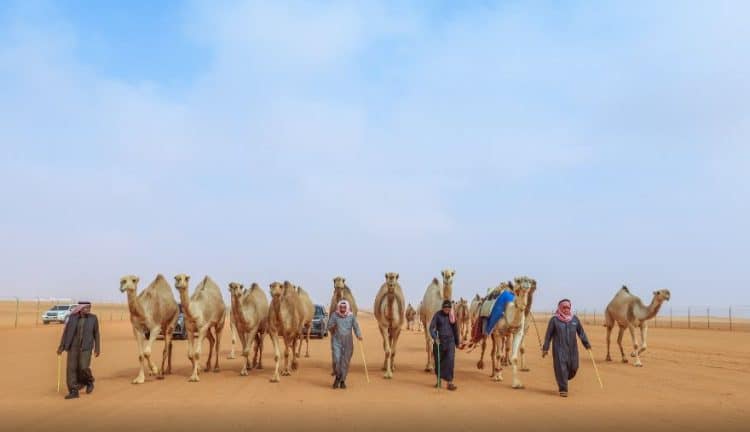 مهرجان الملك عبد العزيز للإبل