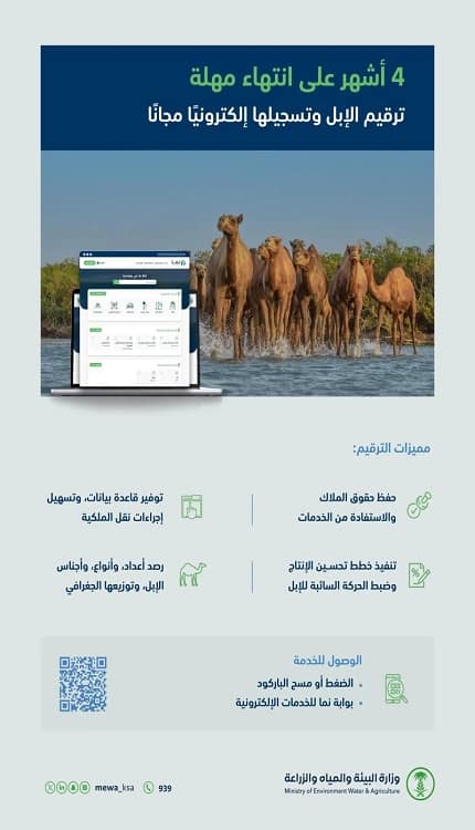 مهلة شهرين لترقيم الإبل مجانًا عبر "نما": تسهيل إجراءات نقل الملكية ومكافحة الأوبئة