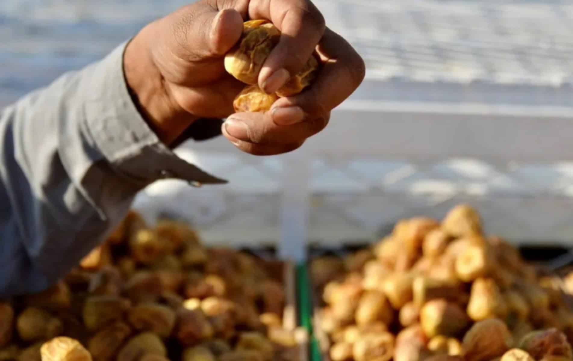 كرنفال بريدة للتمور يحقق نجاحًا باهرًا في أسبوعه الأول