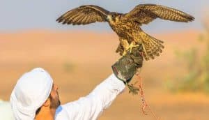 مهرجان الصقور بالقصيم