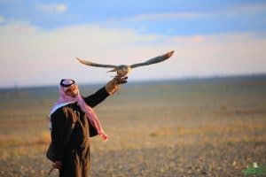 مهرجان الصقور بالقصيم