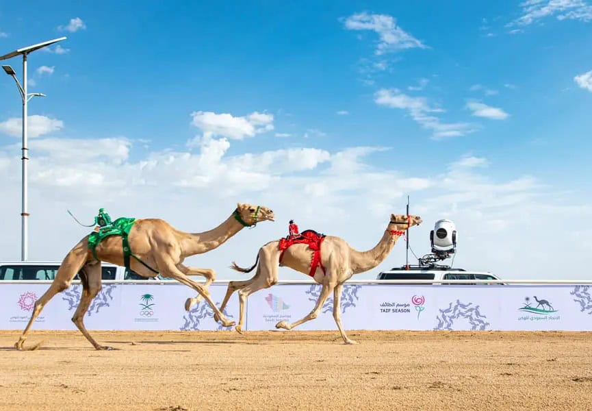 سباقات الهجن