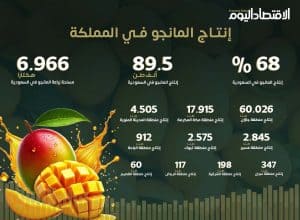 إنتاج المانجو في المملكة