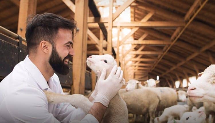 أفضل منصات بيع الأضاحي أونلاين في المملكة