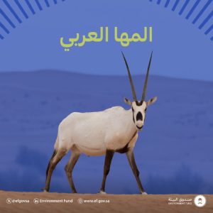 صندوق البيئة