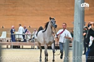 خيل الجزيرة 2025