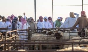 برنامج أضحيتي
