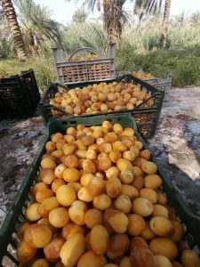 قطاع التمور في المملكة