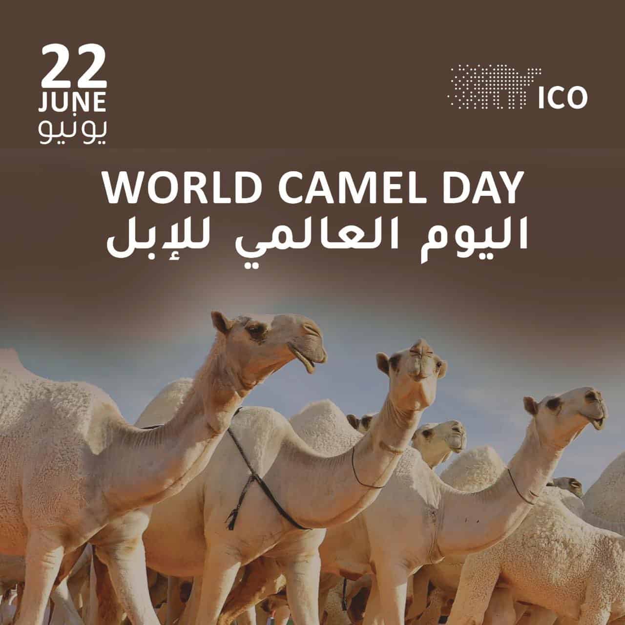 تربية الإبل