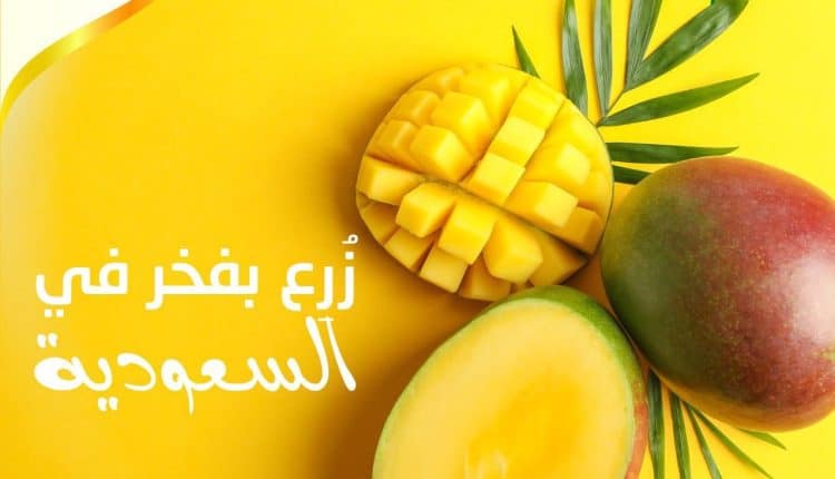 مهرجان مانجو أملج