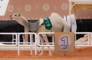 مهرجان الملك عبدالعزيز للإبل