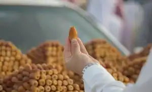 إنتاج التمور في المملكة