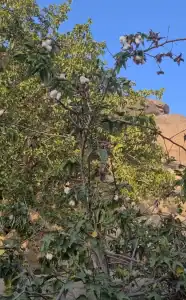 زراعة القطن في السعودية