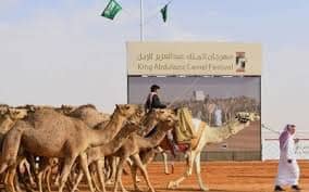 مهرجان الملك عبدالعزيز للإبل