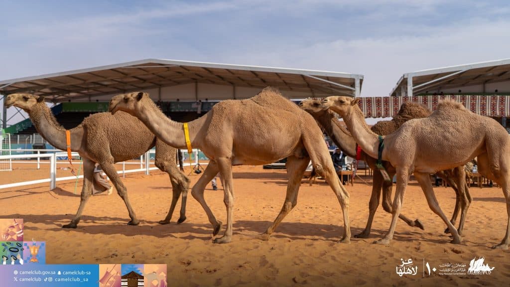 مهرجان الملك عبد العزيز للإبل