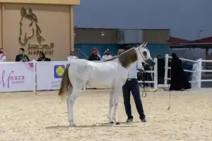 جمال الخيل العربية الأصيلة