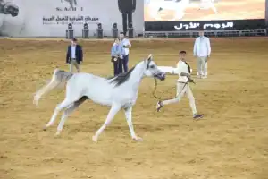جمال الخيل العربية الأصيلة