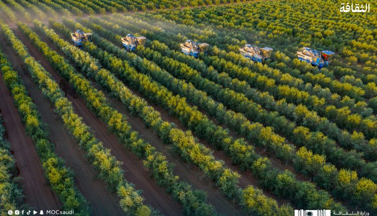 السعودية الخضراء.. الجوف تزرع 8.8 ملايين شجرة وتتخطى مستهدفات 2030