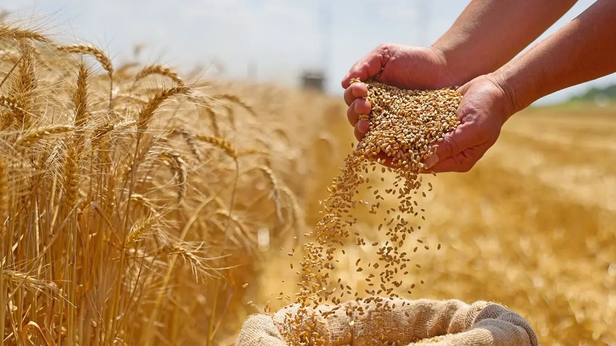 الأمن الغذائي ترسي الدفعة الثالثة من القمح لعام 2026 بـ985 ألف طن