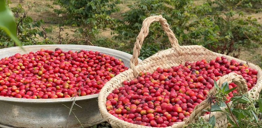 محصول البن في عسير- القهوة