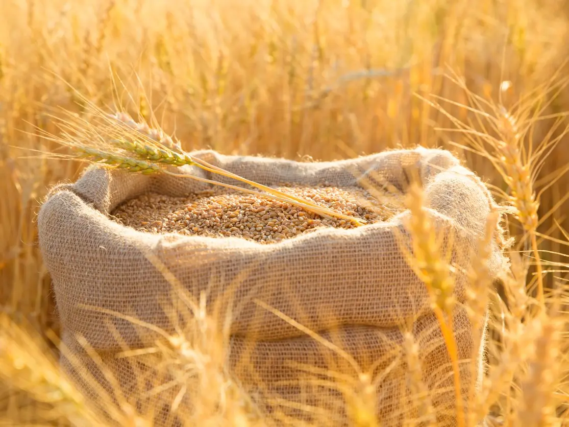 الأمن الغذائي تطرح مناقصة لاستيراد 710 آلاف طن قمح