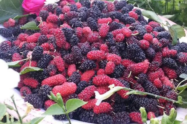 زراعة التوت في القصيم