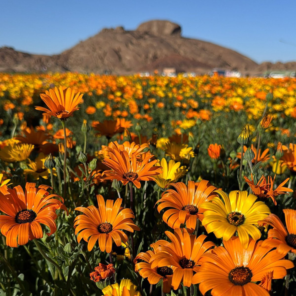 محمية توارن بحائل وجهة طبيعية تعزز السياحة البيئية