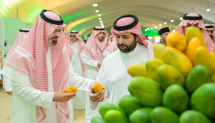 مانجو جازان